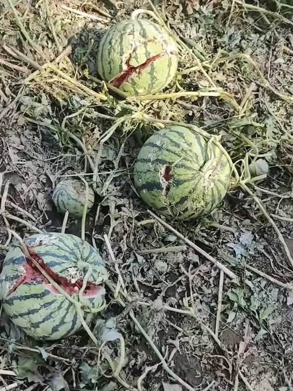 河北多地突降冰雹，一瓜农称地里大量西瓜被砸坏只能给人喂鸡，当地称正核实受灾情况